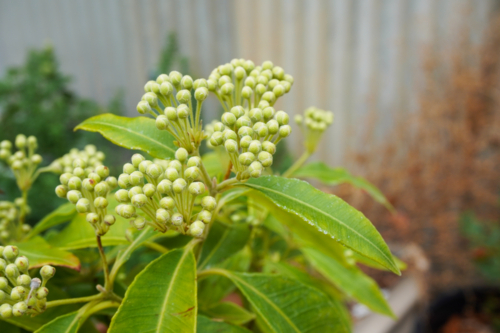 Lemon Myrtle - Australian Stock Image