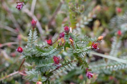 lemon scented darwinia shrub detail - Australian Stock Image