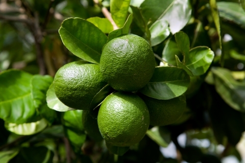 Lemons growing on a lemonade tree - Australian Stock Image
