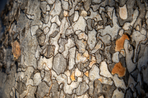 Leopardwood bark patterns - Australian Stock Image