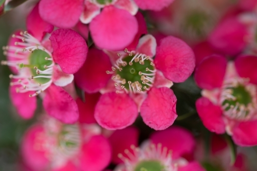 Leptospermum flower close up - Australian Stock Image