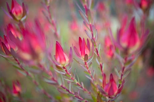 Leucadendron plant foliage - Australian Stock Image