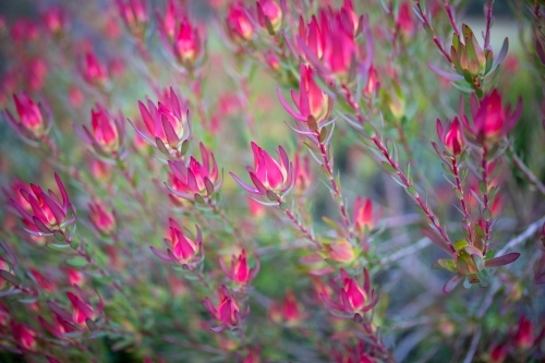 Leucadendron plant foliage - Australian Stock Image