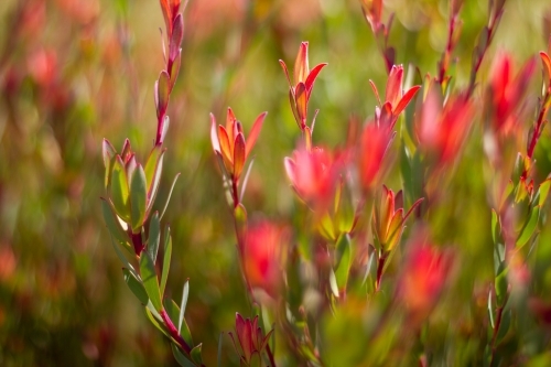 Leucadendron shrub in afternoon light - Australian Stock Image