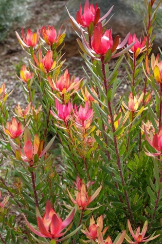 Leucadendron shrub in flower - Australian Stock Image