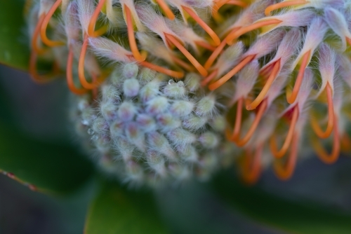 Leucospermum patersonii - Australian Stock Image