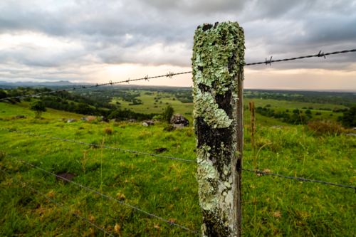 lichen covered fencepost and barbed wire in green farmland - Australian Stock Image