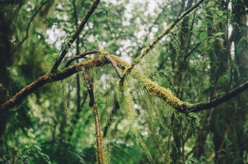 Lichen hanging in talis off a branch in a forest - Australian Stock Image