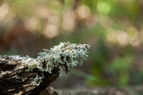 Lichen on tree stump with bokeh green background - Australian Stock Image