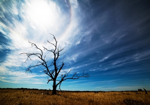 Lifeless tree in the hot summer sun in Australia. - Australian Stock Image