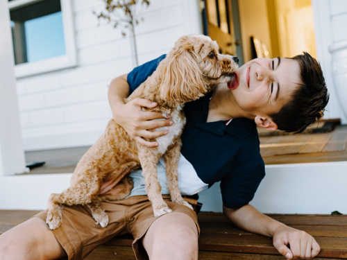 Light brown dog licking the face of a young boy. - Australian Stock Image