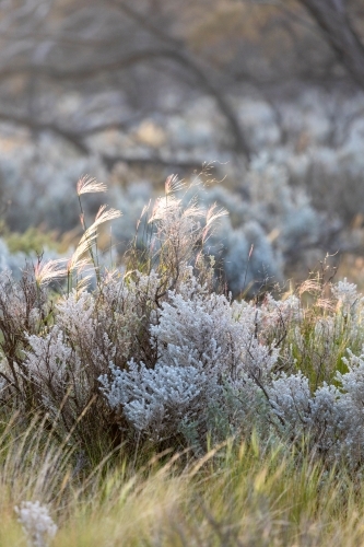 light catching grass flowerheads among bushes - Australian Stock Image