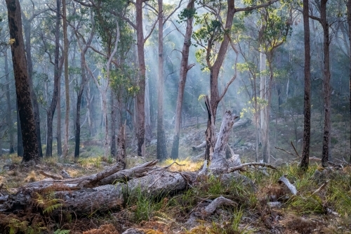 Light shines through the smoke in the Australian bush. - Australian Stock Image