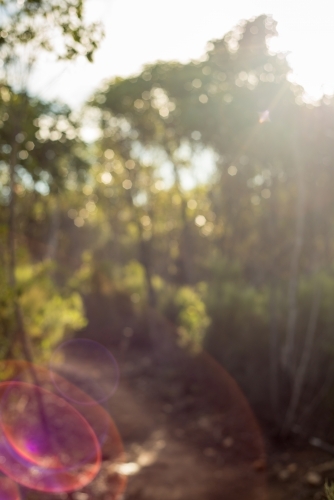 Light shining through bushland