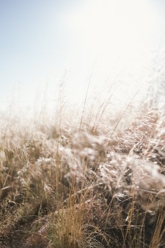 Light shining through Summer grass - Australian Stock Image