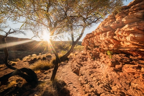 Light shining through the tree on the pathway of the canyon - Australian Stock Image
