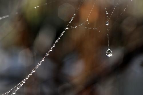 Light sparkling off dew on a spiderweb