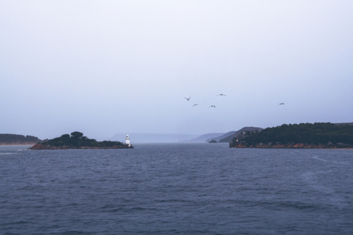 Lighthouse on island with birds flying in harbour entrance, Tasmania - Australian Stock Image