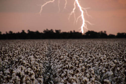 lightning strike over cotton - Australian Stock Image