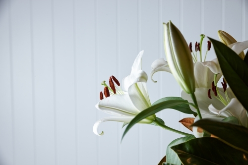 Lilies on white background - Australian Stock Image