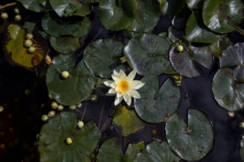 Lilly in a pond - Australian Stock Image
