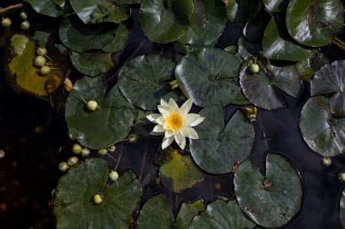 Lilly in a pond