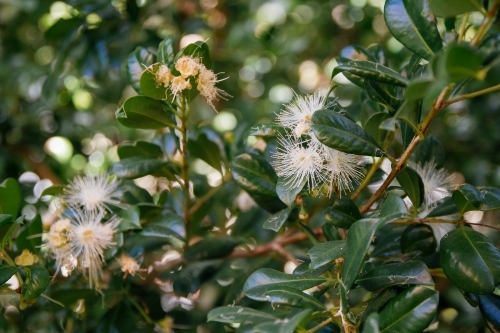 Lilly pilly flowers - Australian Stock Image