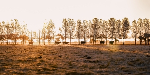 Line of cows walking through dusty dry paddock at sunset panorama - Australian Stock Image