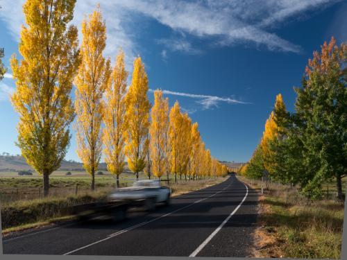 Line of golden trees beside a highway - Australian Stock Image