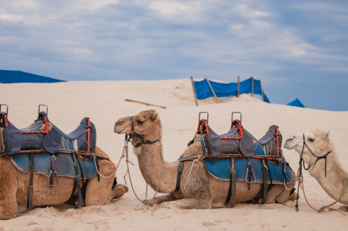 Line of saddled up camels resting on the sand at Birubi Beach - Australian Stock Image