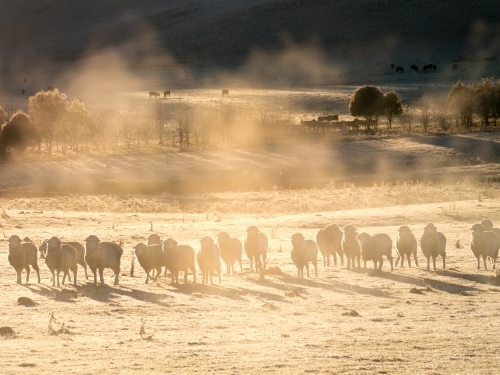 Line of sheep in early morning mist