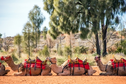 Line up of camels ready to take people for camel riding tour - Australian Stock Image