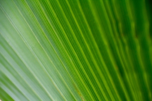 lines of fan palm leaves - Australian Stock Image
