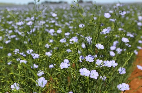 Linseed crop - Australian Stock Image