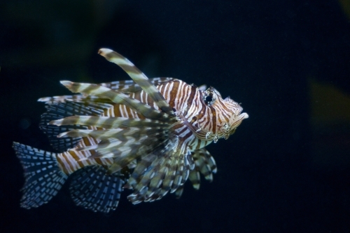 Lion fish in profile on a black background - Australian Stock Image