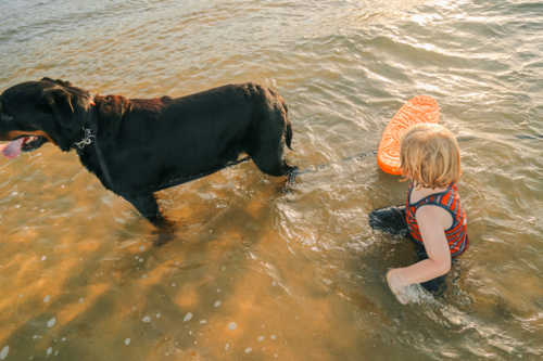 Little boy and pet rottweiler dog playing in shallow water at the beach in golden afternoon light - Australian Stock Image