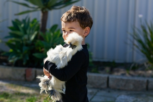 little boy holding his silky chicken - Australian Stock Image