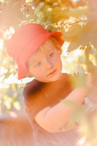 Little boy picking mulberries in golden afternoon light - Australian Stock Image