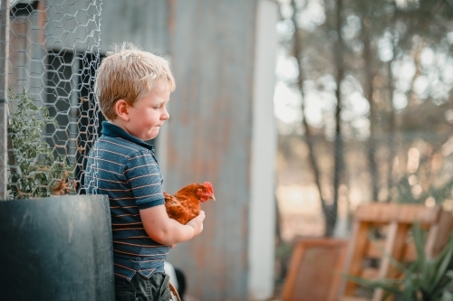 Little boy standing in chook yard holding friendly Isa Brown chicken - Australian Stock Image
