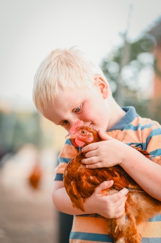 Little boy standing in chook yard holding friendly Isa Brown chicken - Australian Stock Image