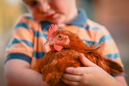 Little boy standing in chook yard holding friendly Isa Brown chicken - Australian Stock Image