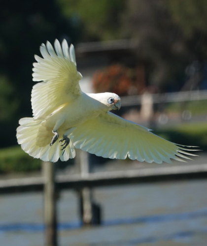 Little Corella in flight - Australian Stock Image