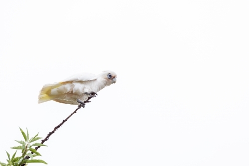 Little Corella cockatoo bird perched on a branch