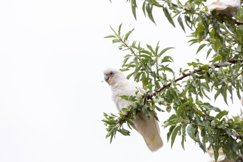 Little Corella cockatoo bird perched on a branch - Australian Stock Image