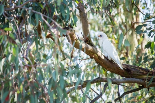 Little Corella sitting among green gum leaves in a tree - Australian Stock Image
