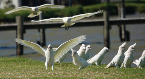 Little Corella take off next to lake - Australian Stock Image