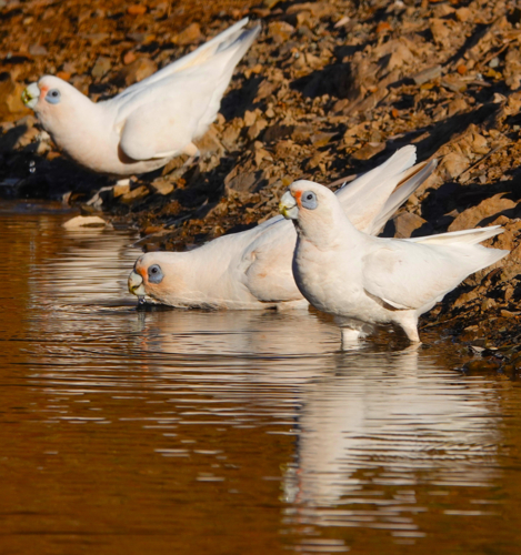 Little corellas drinking fresh water at the creek. - Australian Stock Image