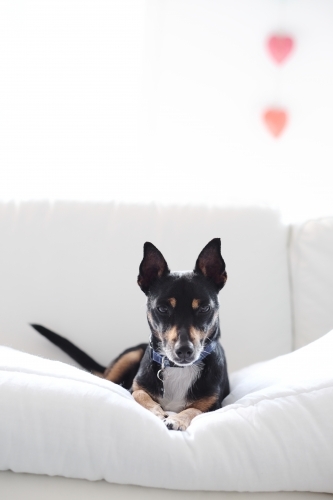 Little dog on couch - Australian Stock Image