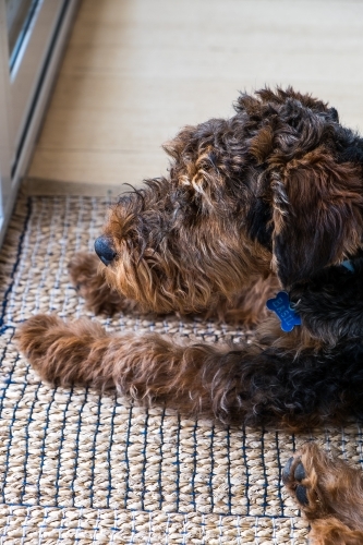 Little dog watches the world outside - Australian Stock Image