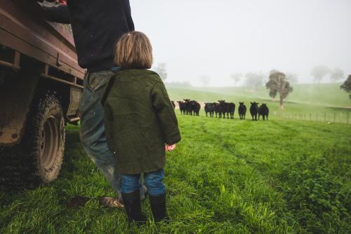 Little girl & father watching cattle